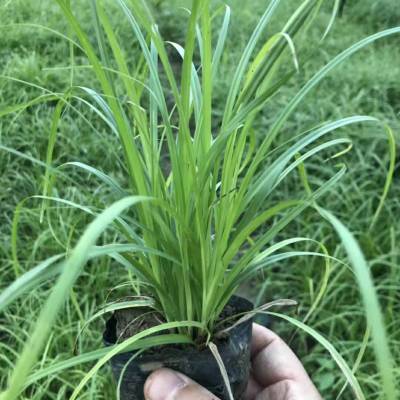 青绿苔草地栽苗供应基地【青绿苔草今年价格趋势】北京北方常绿厂家
