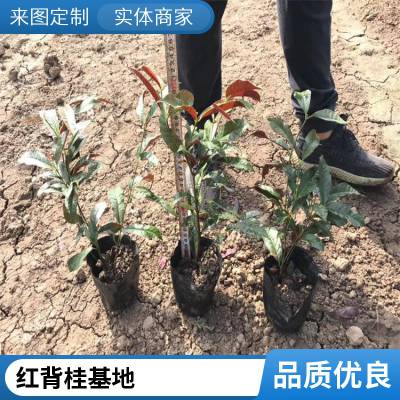 基地供应红背桂苗 青紫木杯苗 花期全年 植株低矮 可作道路绿化