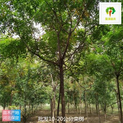 云南栾树基地出售 8公分栾树 优良树种 露地栽培 工程专用
