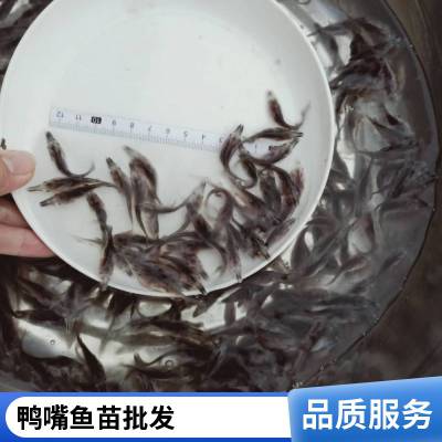 港发水产 抗病力强 鸭嘴鱼苗 存活***快速发货 存活*** 产量好 包品质