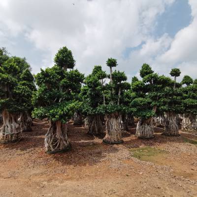 【HS Bonsai】现货供应高度3米南安蹄根小叶榕-沙西批发基地