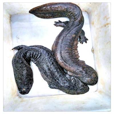 Ǯһֳ۸
