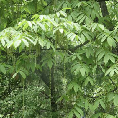 基地出售枫杨小苗 行道防护苗木 庭院别墅装饰绿化树种