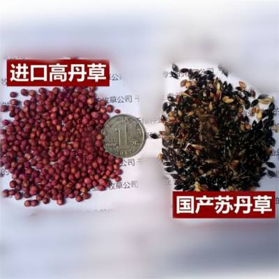 湖南湘西高速公路绿化草种特性