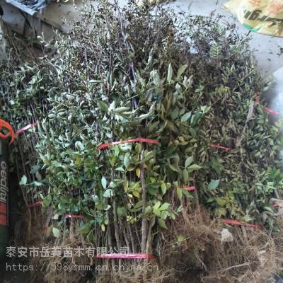 大红袍花椒树 金权花椒树苗 无刺花椒树苗