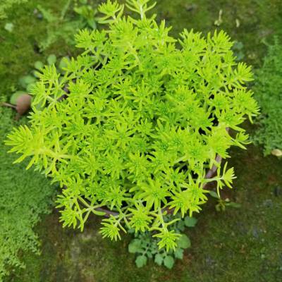 高度10公分佛甲草***格 佛甲草满杯苗子批发出售 佛甲草小苗