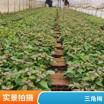 三角梅批发 苗木种植基地 盆栽观赏花卉 公园绿化 花期长