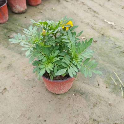 双色盆孔雀草 大量供应四季草花孔雀草 孔雀草杯苗批发
