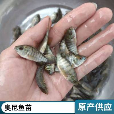 罗非种苗供应 高产量一号罗非鱼苗 奥尼 新吉富品种繁多 可视频选苗