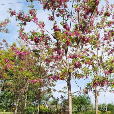 五七香花槐基地 远销江西吉安 景观价值高 科学管理