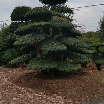 低价对节白蜡-20公分对节白蜡报价-造型白蜡便宜-对节白蜡树处理