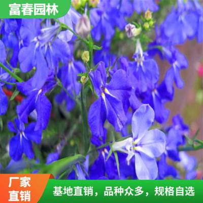 苗圃种植 花境植物 六倍利加仑盆苗 园林景区绿化工程苗