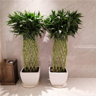 【天津花卉租摆】设计【绿植租摆】方案【天津绿植出租】业务谷鑫亚泰【花卉租赁】