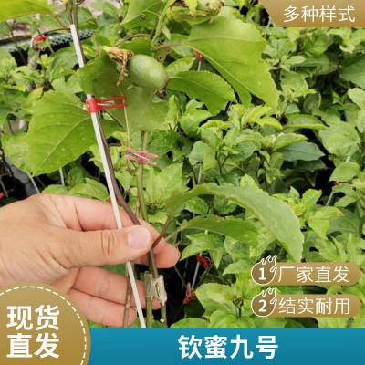 广西苗木基地供应绿皮百香果苗嫁接苗 新品种绿皮百香果苗批发 现货