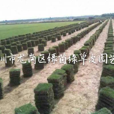 广东东莞马尼拉大叶油台湾草兰引三号绿化草坪草皮卷基地批发