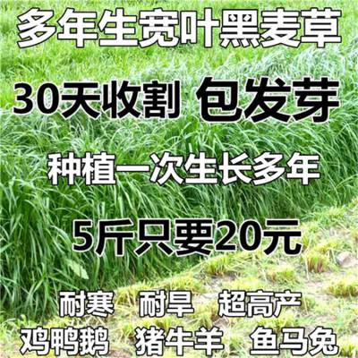 江西萍乡常青草种草籽公司地址批发速生草籽草种籽