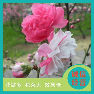 春丰苗木 基地现挖 矮化桃花苗 工程绿化 美化环境 花团锦簇 精致美丽