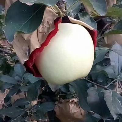 콫ƻ콫ƻʩʼ