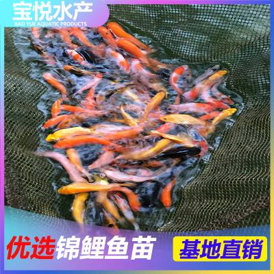 ͽ糡緱ֳ