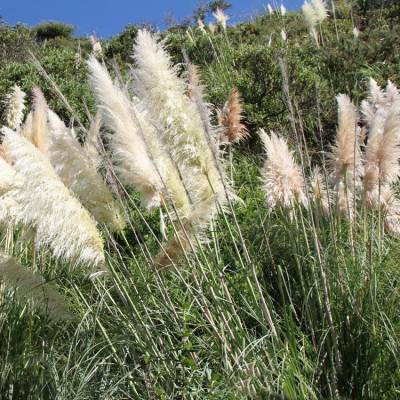 基地直发水生植物芦苇 水生芦苇苗 公园水池 水体绿化 芦苇根