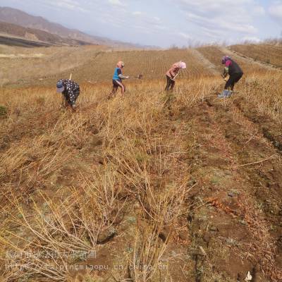 映山红树苗 大量批发报价 现货直供