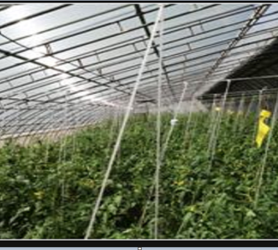 智能温室监控系统对葡萄起到什么样作用 智能温室监控系统对葡萄起到什么样作用