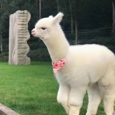 羊驼租一天需要多少钱?