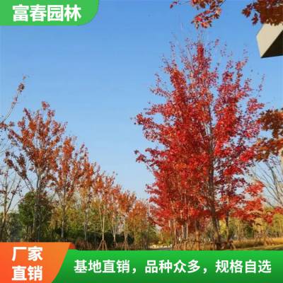 苗圃出售 红花槭 秋日光环 道路绿化防护树 观赏性佳