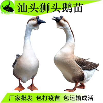 2020ն۸ʿͷʨ