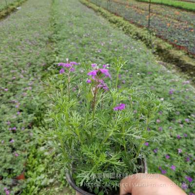 时令草花美女樱种植基地***供应，双色杯美女樱小杯美女樱都有售