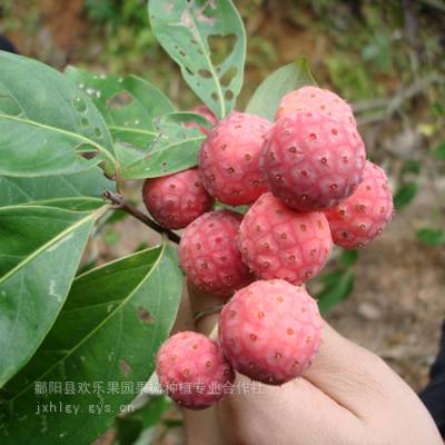 野荔枝 山荔枝 石枣 四照花 特色水果 绿化兼果用的四季常青果树 苗木基地直发