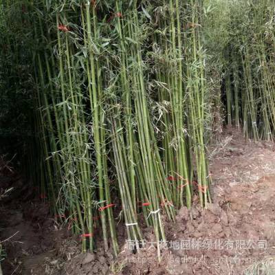 2021年江苏地径2公分刚竹子价格多少钱一棵报价3元每棵，绿篱竹子基地