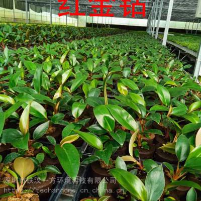 无土裁培植物墙立体绿化绿墙专用植物墙面绿化苗木泡棉苗木