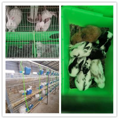 肉兔种兔养殖场市场行情