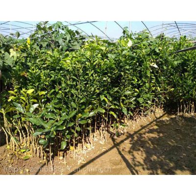 三红柚子苗那里买红心柚树苗新闻三红柚子苗那里 价格 厂家 中国供应商