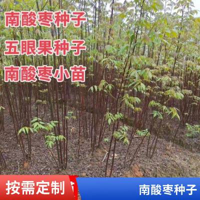 2023年新种价格南酸枣小苗培育基地五眼果种子南酸枣种子育苗用种子造林苗木种子