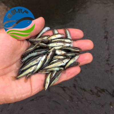 海陵青岛周边松山湖乌鱼苗全国供应养殖火头鱼苗生鱼苗收购