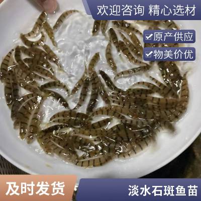 抗病能力强石斑鱼苗 基地溪水石斑鱼苗 常温发货 包活到家 支持空运
