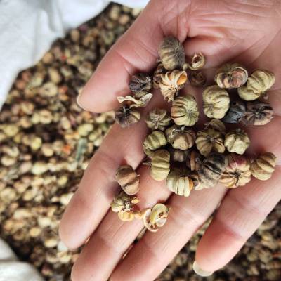 野南瓜的功效野南瓜供应