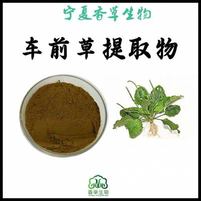 车前草提取物 10:1 全草 醇提 80-120目 车前草浸膏粉 浓缩型 速溶粉