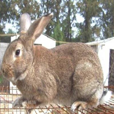 肉兔子多少钱一斤养殖100只兔子利润多少哪里可以买到