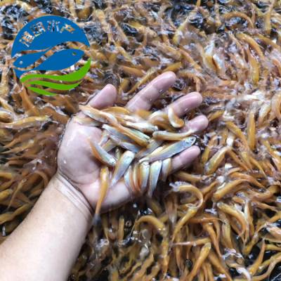 丁歲魚苗 草魚苗產地***廣東 高明區佛山市高明區楊和鎮港明魚苗場