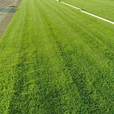 河北石家庄地区冷季型高羊茅混播草坪供应方案