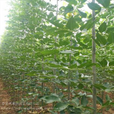 6公分白蜡树苗 8-9-10-11-12-16-18-20公分造型白蜡