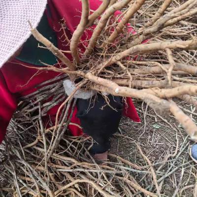 【一年生药用牡丹苗市场报价】价格_厂家-中国供应商