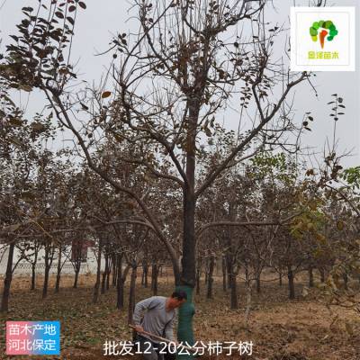 柿子树产地-25公分柿子树-树大型好-起苗装车-远销河南洛阳