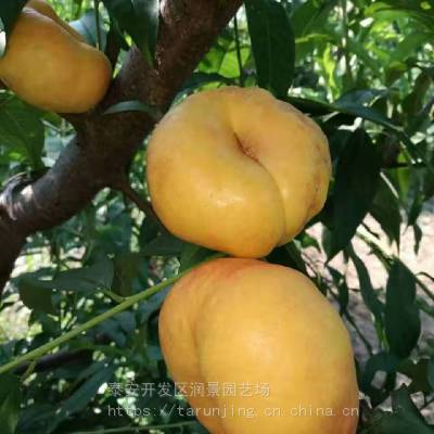 润景高产桃树苗幼苗_锦绣桃树苗基地供应