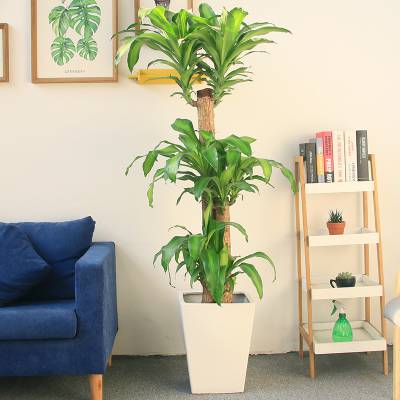 苗木出租商场绿植出租单位苗木养护武汉写字楼绿化服务户外绿化维护