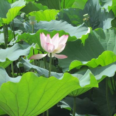 基地批发水生花卉 荷花苗 藕 莲藕苗 荷花根 莲藕花苗 水体绿化