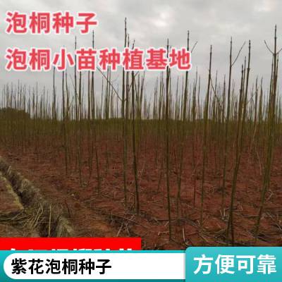 泡桐树种子轻型木质木材树木白花大果泡桐空桐树工程绿化新采种籽